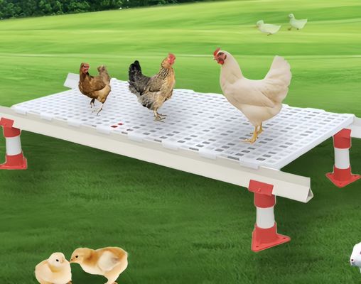 PP Plastic Slatted Flooring for Poultry Broiler Chicken Farm