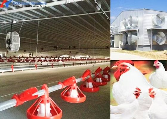 Automatic Broiler Poultry Equipment Plastic Poultry Farm Feeding System